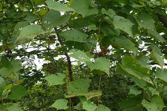 Ampelocissus latifolia